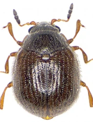 Aspidiphorus lareyniei (Jacquelin du Val, 1859)