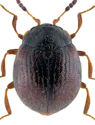 Aspidiphorus orbiculatus (Gyllenhal, 1808)
