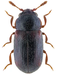 Sphindus dubius (Gyllenhal, 1808)