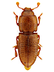 Anommatus diecki (Reitter, 1875), 1.4 - 1.6 mm