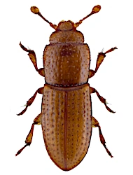 Anommatus duodecimstriatus (P. W. J. Müller, 1821), 1.4 - 1.9 mm