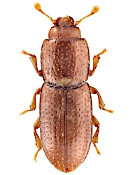 Anommatus reitteri (Ganglbauer, 1899), 1.6 - 1.8 mm