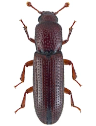 Oxylaemus cylindricus (Creutzer, 1796), 2.8 - 3.4 mm