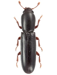 Teredus cylindricus (A. G. Olivier, 1790), 3.5 - 4.5 mm