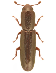 Teredus opacus (Habelmann, 1854), 3.5 - 4 mm