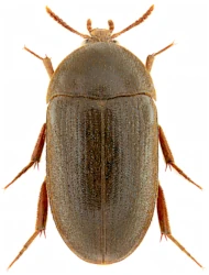 Eustrophus dermestoides (Fabricius, 1792)