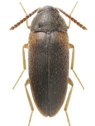 Hallomenus (Hallomenus) axillaris (Illiger, 1807)