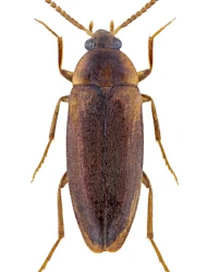 Hallomenus (Hallomenus) binotatus (Quensel, 1790)