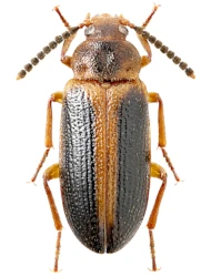 Mycetoma suturale (Panzer, 1797)