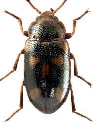 Tetratoma (Abstrulia) ancora (Fabricius, 1790)