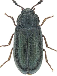 Tetratoma (Falsoxanthalia) desmarestii (Latrielle, 1807)