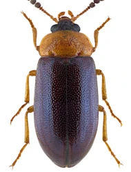 Tetratoma (Tetratoma) fungorum (Fabricius, 1790)