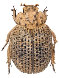 Omorgus suberosus (Fabricius, 1775)