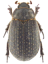 Trox (Trox) cadaverinus cadaverinus (Illiger, 1802)