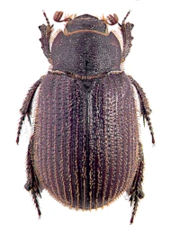 Trox (Trox) eversmannii (Krynicki, 1832)