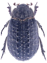 Trox (Trox) hispidus (Pontoppidan, 1763)