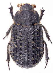 Trox (Trox) niger (P. Rossi, 1792)