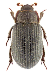 Trox (Trox) perrisii (Fairmaire, 1868)
