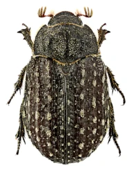Trox (Trox) sabulosus sabulosus (Linnaeus, 1758)