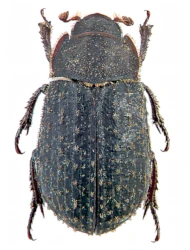 Trox (Trox) scaber (Linnaeus, 1767)