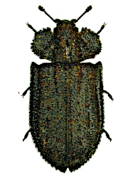 Calitys scabra (Thunberg, 1784), 8 - 11 mm