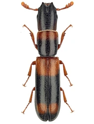 Nemozoma caucasicum (Ménétriés, 1832), 5.5 - 9.5 mm
