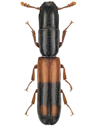 Nemozoma elongatum (Linnaeus, 1761), 4 - 6 mm