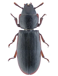 Tenebroides mauritanicus (Linnaeus, 1758), 6 - 11 mm