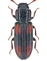 Bitoma crenata (Fabricius, 1775)