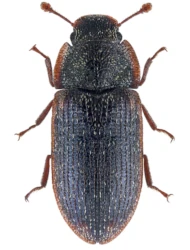 Colobicus hirtus (Rossi, 1790)