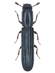 Colydium elongatum (Fabricius, 1787)