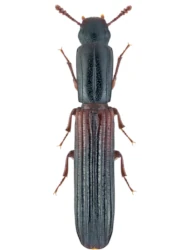 Colydium filiforme (Fabricius, 1792)