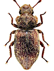 Coxelus pictus (J. Sturm, 1807)