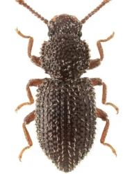 Diodesma subterranea (Latreille, 1829)