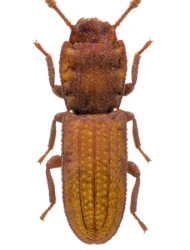 Langelandia (Langelandia) anophthalma (Aubé, 1842)