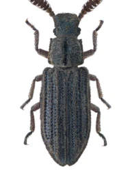 Orthocerus clavicornis (Linnaeus, 1758)