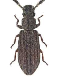 Orthocerus crassicornis (Erichson, 1845)