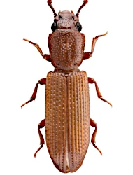 Pycnomerus inexspectus (Jacquelin du Val, 1858)