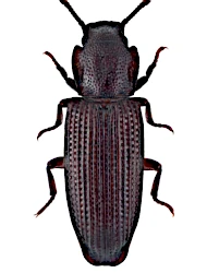 Pycnomerus terebrans (G.-A. Olivier, 1790)