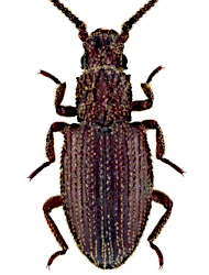 Rhopalocerus rondanii (A. Villa & J.B. Villa, 1833)
