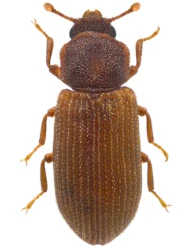 Synchita humeralis (Fabricius, 1792)
