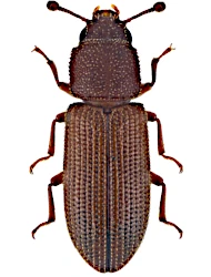 Synchita mediolanensis (A. Villa & J.B. Villa, 1833)