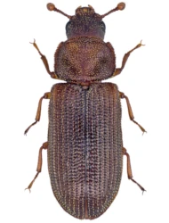 Synchita separanda (Reitter, 1882)