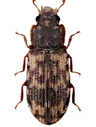 Synchita undata (Guérin-Méneville, 1844)
