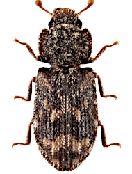 Synchita variegata (Hellwig, 1792)