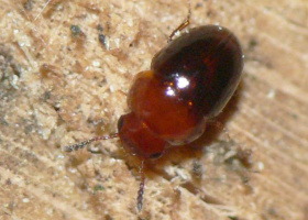 Agathidium nigripenne