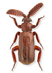 Arthropterus wilsoni