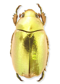 Chrysina resplendens