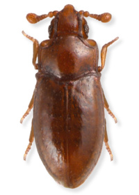 Crowsoniella relicta