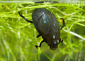 Hydrophilus piceus